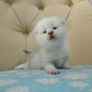 日韩大胆无码视频
